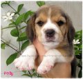 บีเกิ้ล Polly of Beagle NARNIA (Female)