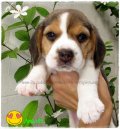 บีเกิ้ล Aravis of Beagle NARNIA (Female)