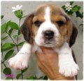 บีเกิ้ล Lucy of Beagle NARNIA (Female)