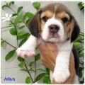 บีเกิ้ล Aslan of Beagle NARNIA (Male)