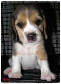 บีเกิ้ล Beagle POLLY