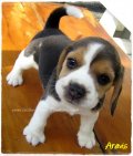 บีเกิ้ล Beagle ARAVIS