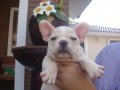 ----FRENCH BULLDOG---ตัวเมีย สีครีม สายอเมริกา **(ขายแล้วครับ)**