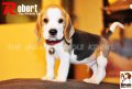 ลูกบีเกิ้ลคุณภาพจากบ้าน Miracle Beagle Kennel ตัวผู้ น้องโรเบิร์ต Robert^^