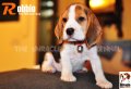 ลูกบีเกิ้ลคุณภาพจากบ้าน Miracle Beagle Kennel ตัวผู้ น้องร็อบบี้ Robbie^^