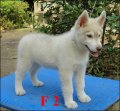 ขายSiberain Husky สายเลือด TH.CH.