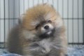 Pomeranian Yayabaanpom ปอมดีมีคุณภาพ ฟาร์มสะอาด ดูแลเอาใจใส่เป็นอย่างดี  ขาใหญ่แ...