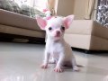 SMALL-DOGSขอแนะนำชิวาวาเพศเมียสีขาวล้วนคร้าบผม