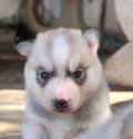 เปิดจองน้องๆชุดใหม่น่ารักมั่กๆจากframsook husky