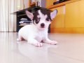 SMALL-DOGSขอแนะนำชิวาวาขนสั้นเพศเมียสีขาวแฟนซีพร้อมใบเพ็ดดีกรีจ้า