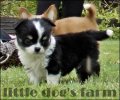 ชิวาวาหาบ้านใหม่ http://www.facebook.com/pages/Little-DOGs-FARM/242832085790118...