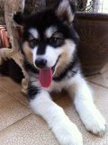  ขายลูก Alaskan Malamute ยักษ์ใหญ่ ใจดี น่ารัก 081-0228111