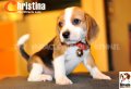  ลูกบีเกิ้ลคุณภาพจากบ้าน Miracle Beagle Kennel ตัวเมีย น้องคริสติน่า^^