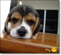 บีเกิ้ล Beagle JESSY 