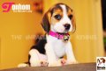 ลูกบีเกิ้ลคุณภาพจากบ้าน Miracle Beagle Kennel ตัวเมีย น้องต้นหอม Tonhom^^