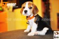 ลูกบีเกิ้ลคุณภาพจากบ้าน Miracle Beagle Kennel ตัวเมีย น้องต้นอ้อ Tonaor^^ 