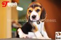 ลูกบีเกิ้ลคุณภาพจากบ้าน Miracle Beagle Kennel ตัวผู้ น้องต้นโพธิ์ Tonpoh^^  