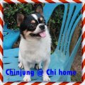 >>>... CHI HOME ...<<< จำหน่ายพ่อพันธุ์ชิวาวา 