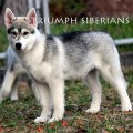 Triumph Siberians ขายสุนัขไซบีเรียน ฮัสกี้ สายเลือดแชมป์ (Muscat x Boomer) อายุ...