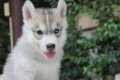 ปิดการขายน้องๆชุดใหม่จากframsook husky ตอนนี้น้องๆได้บ้านใหม่ครบแล้วขอบคุณทุกท่า...