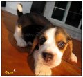 บีเกิ้ล Beagle BUTTER CAKE (Female)