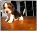 บีเกิ้ล Beagle BUTTER CAKE (Male)