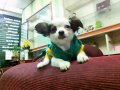 Chihuahuaขนยาวเพศชายน้องถุงทองราคากันเองพร้อมย้ายบ้านคร้าบ(ปิดการขาย)