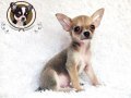 ♥ Chihuahua Male Short Coat  สีน้ำตาลเทา ♥