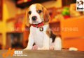 ลูกบีเกิ้ลคุณภาพจากบ้าน Miracle Beagle Kennel ตัวผู้ น้องหรรษา Hunsa^^