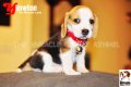 ลูกบีเกิ้ลคุณภาพจากบ้าน Miracle Beagle Kennel ตัวเมีย น้องยิ้มหวาน Yimwhan^^