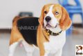 พ่อพันธุ์บีเกิ้ลสายพันธุ์แชมป์ Miracle Beagle Kennel เปิดรับผสมแล้ว^__^