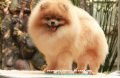 BEWELL POMERANIANมีพ่อพันธุ์ปอมฯแท้่สายเลือดแชมป์รับผสมหลายตัว