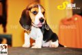 ลูกบีเกิ้ลคุณภาพจากบ้าน Miracle Beagle Kennel ตัวผู้ น้องสุขใจ Sukjai^^