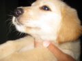 ขายลูกสุนัขโกเด้ล สีฟางข้าว ราคาตัวละ 3,500 บาท
