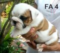 ขายลูกสุนัขBulldog สีสวย โครงสร้างดี สายเลือดแชมป์ มีใบเพ็ดรับรองสายพันธุ์จากสมา...