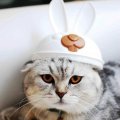 ลูกแมว Scottish Fold พร้อมย้ายบ้านให้เลือกชม, รับนำเข้าแมวเชื้อสาย CFA และ WCF ท...
