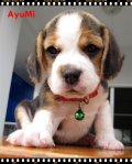 บีเกิ้ล Ayumi of Beagle CONAN (Female)