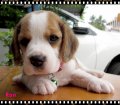 บีเกิ้ล Ran of Beagle CONAN (Female)