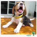 บีเกิ้ล Rana of Beagle MINECRAFT (Female)