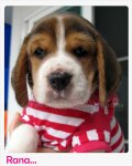 บีเกิ้ล Rana of Beagle MINECRAFT (Female)