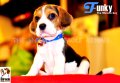 ลูกบีเกิ้ลคุณภาพจากบ้าน Miracle Beagle Kennel ตัวผู้ น้องฟังกี้ Funky^^