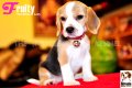  ลูกบีเกิ้ลคุณภาพจากบ้าน Miracle Beagle Kennel ตัวเมีย น้องฟรุตตี้ Fruity^^