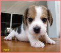 บีเกิ้ล Alice of Beagle POPEYE (Female)