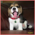 บีเกิ้ล Eugene of Beagle POPEYE (Female)