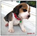 บีเกิ้ล Gadget of Beagle CHIP'N DALE (Female)