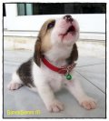 บีเกิ้ล BammBamm of Beagle FLINSTONE (Female)