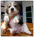 บีเกิ้ล Wilma of Beagle FLINSTONE (Female)