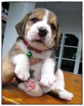 บีเกิ้ล Fred of Beagle FLINSTONE (Male)