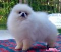 ปอมขาวเพศเมียT-CUP5เดือนแล้วไม่โตสักที!!!"WHITE POMERANIAN TOP GRADE FEMALE...