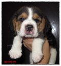 บีเกิ้ล Barney of Beagle BARNEY (Male)